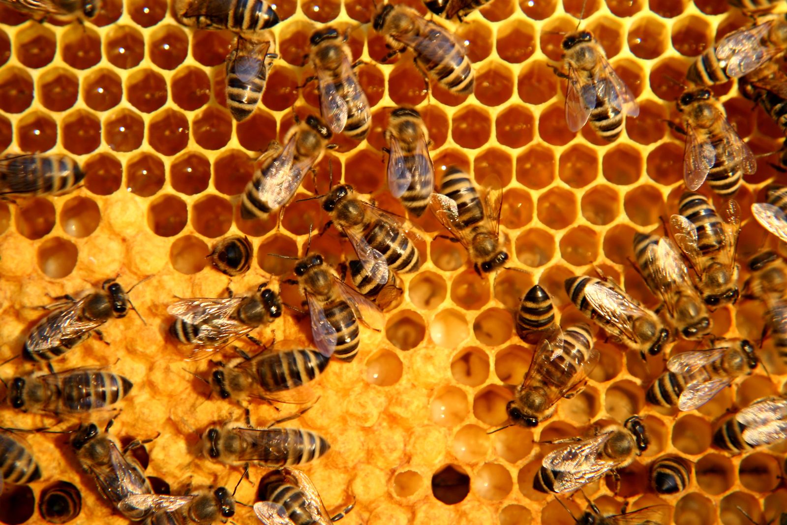 Dozens of honeybees working golden honeycomb cells in macro — coordinated activity with no supervisor, no one leading and no one following